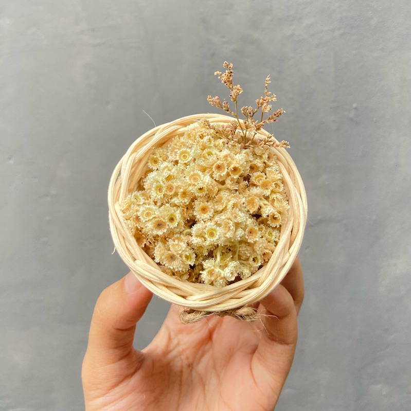 Buket Mini Edelweis | Keranjang Rotan Bunga Edelweis Mini | Pot Edelweis Dried Flower | Bunga Kering