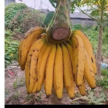 

pisang ambon 1kg lbh