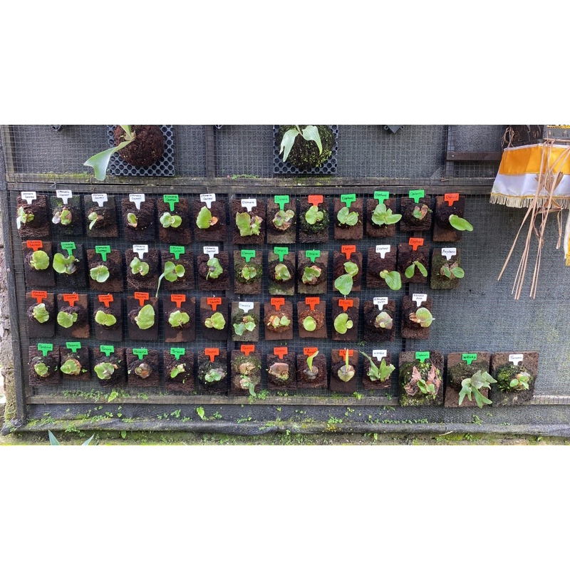 Paket platycerium neptune & stemaria