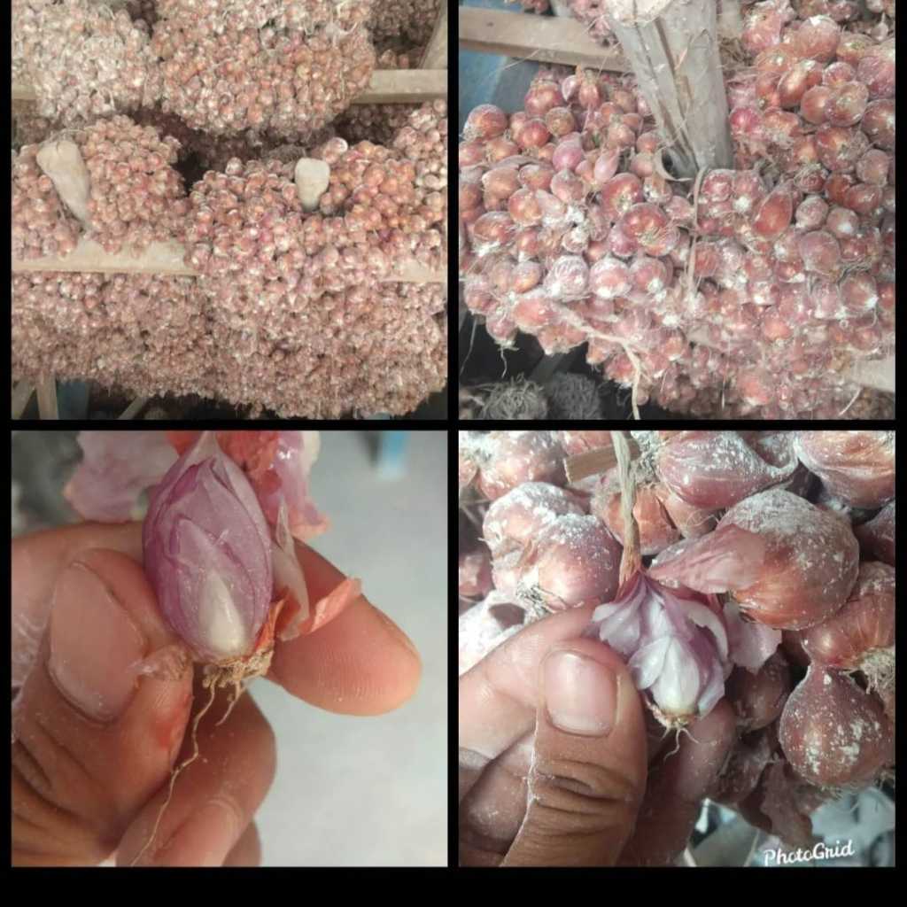 

5 kg- BIBIT BAWANG MERAH BERKUALITAS (5 kg)