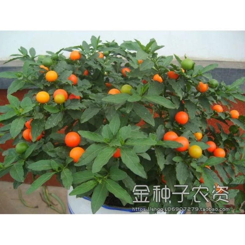 

cabe hias cabe klereng (4biji)