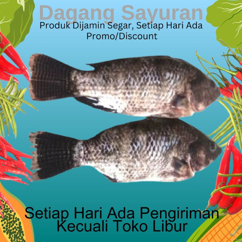 

IKAN MUJAIR SEGAR/IKAN AIR TAWAR/IKAN BUDIDAYA 500 GRAM