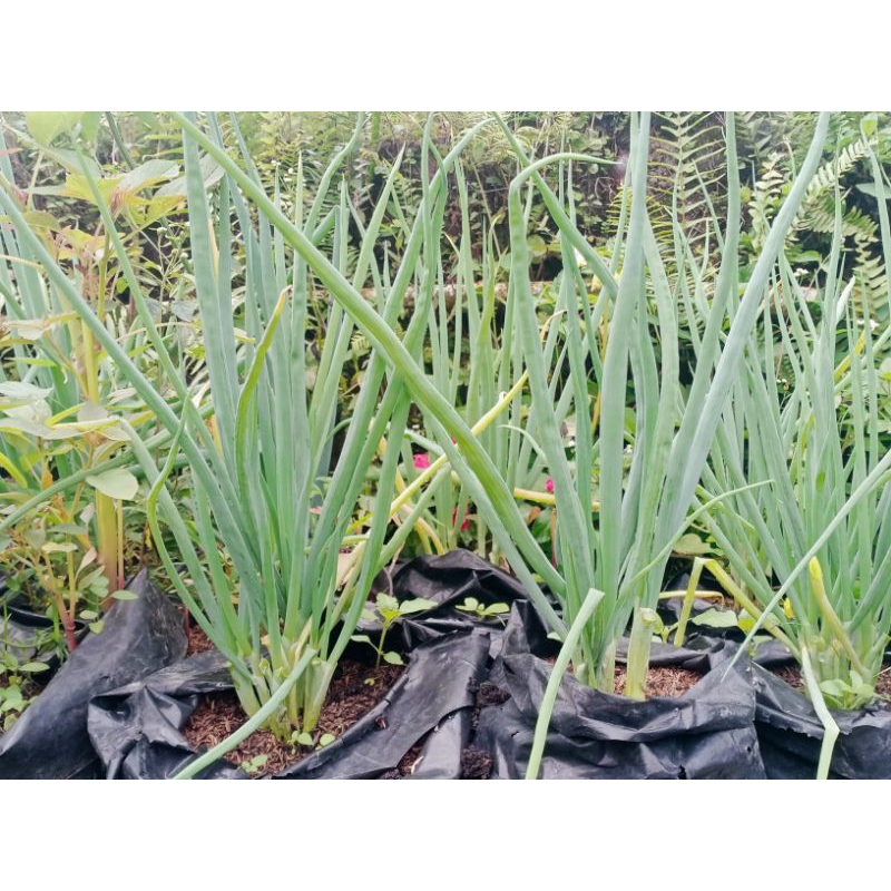 

Daun bawang 5 batang