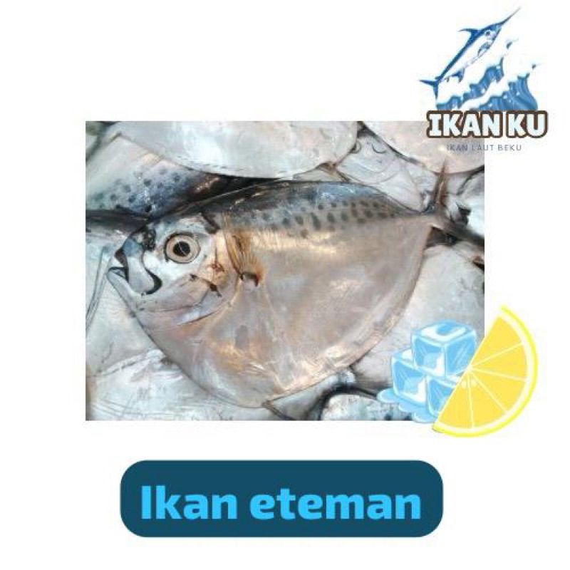 

ikan eteman/ikanlaut/seafood/frozenfood/cumi/laut/sambeulikan