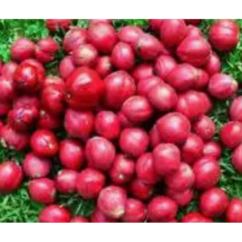 

Buah mahkotadewa segar per 500 gram