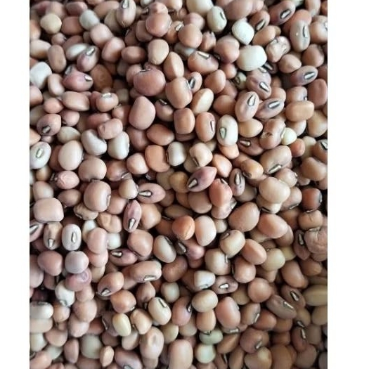 

kacang tolo/tunggak