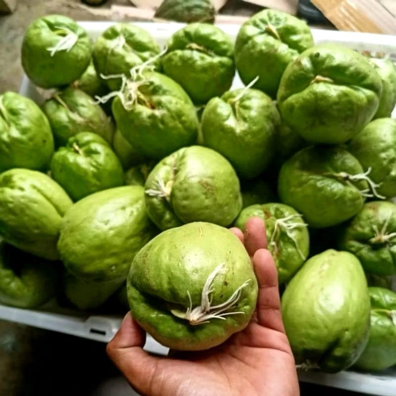 

Petani Muda-Bibit Labu Siam/Jipang Siap Tanam