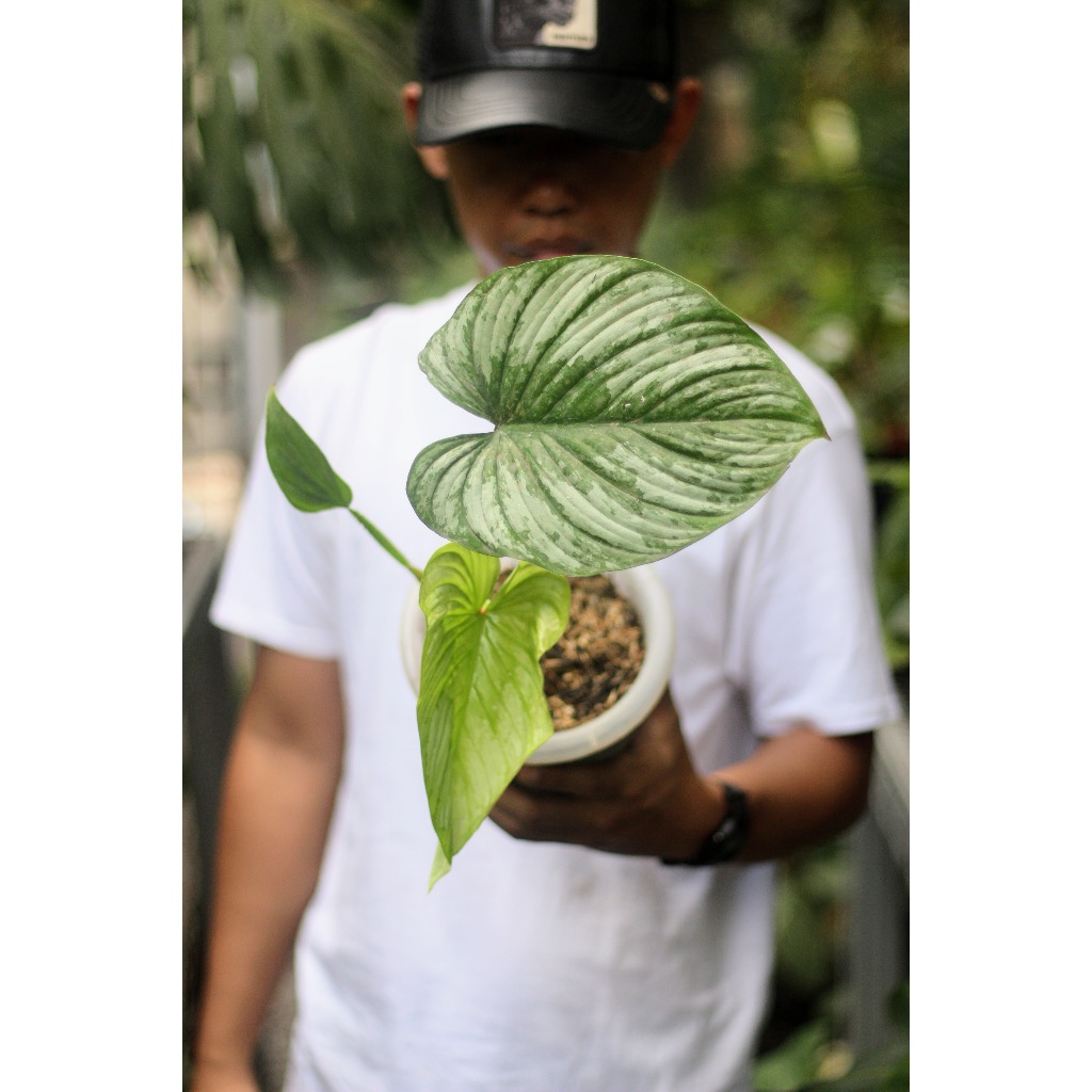 Philodendron Mamei Silvercloud