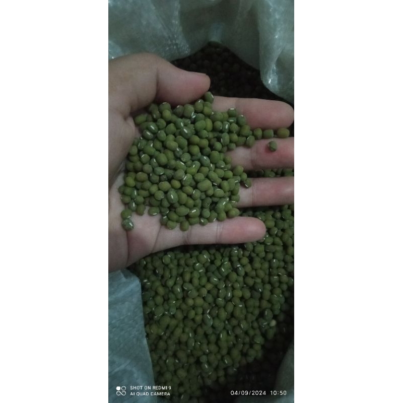 

Kacang Hijau berat 500g barang bagus tidak berulat/kutu