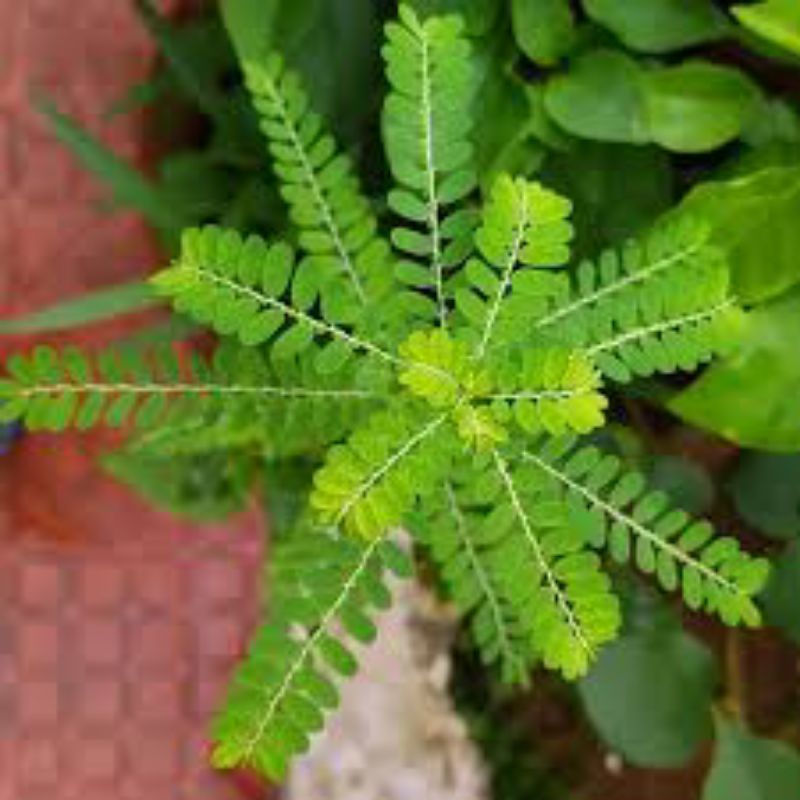 

jual daun Meniran untuk diabetes ginjal