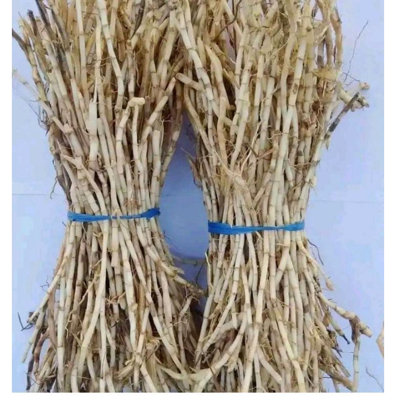 

Akar Alang Alang segar 1kg