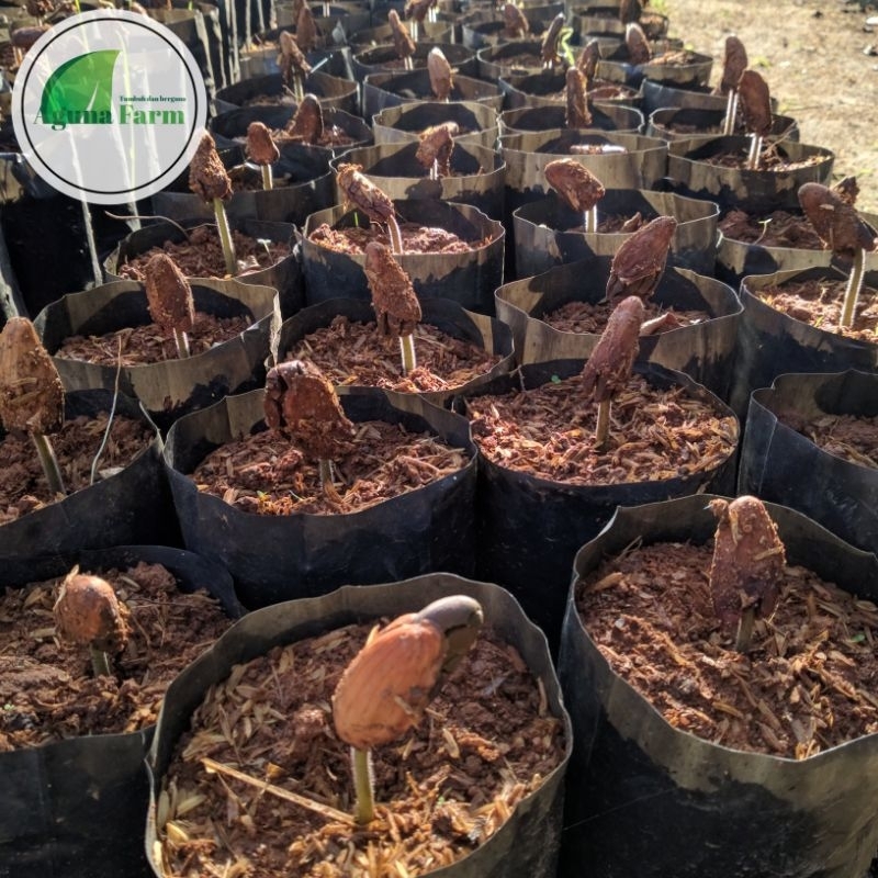 benih/polong Kecambah kakao coklat Sulawesi mcc 02/klon 45 biji besar siap semai