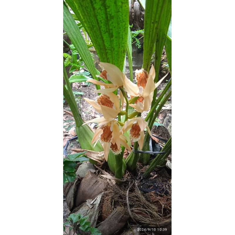 coelogyne asperata paket dua plan