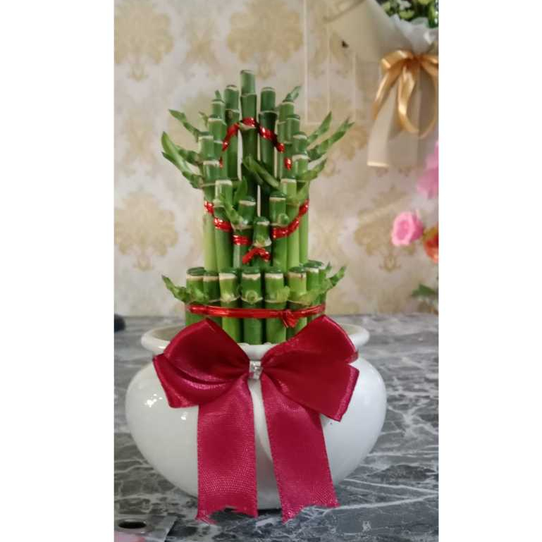 Bambu Hoki POT KRAMIK PITA/ Bambu Hoki Pot Keramik / Sri Rejeki / Lucky Bambu