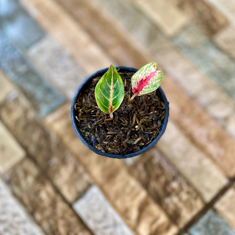 Aglaonema red nancy