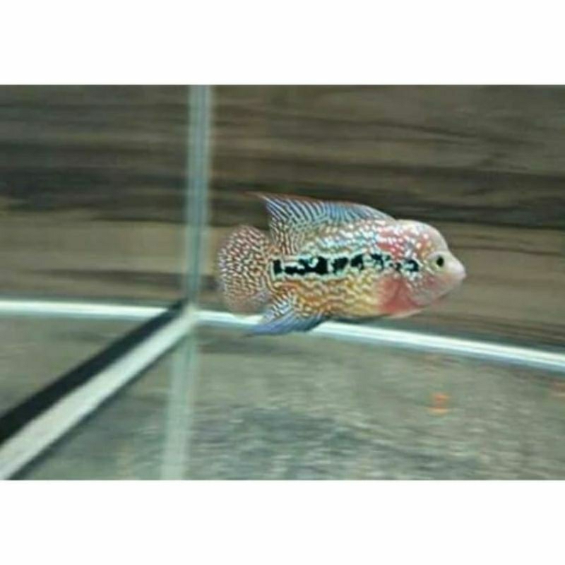 Hiasan Aquarium Louhan Bibit Kontes Cencu X Synspilum