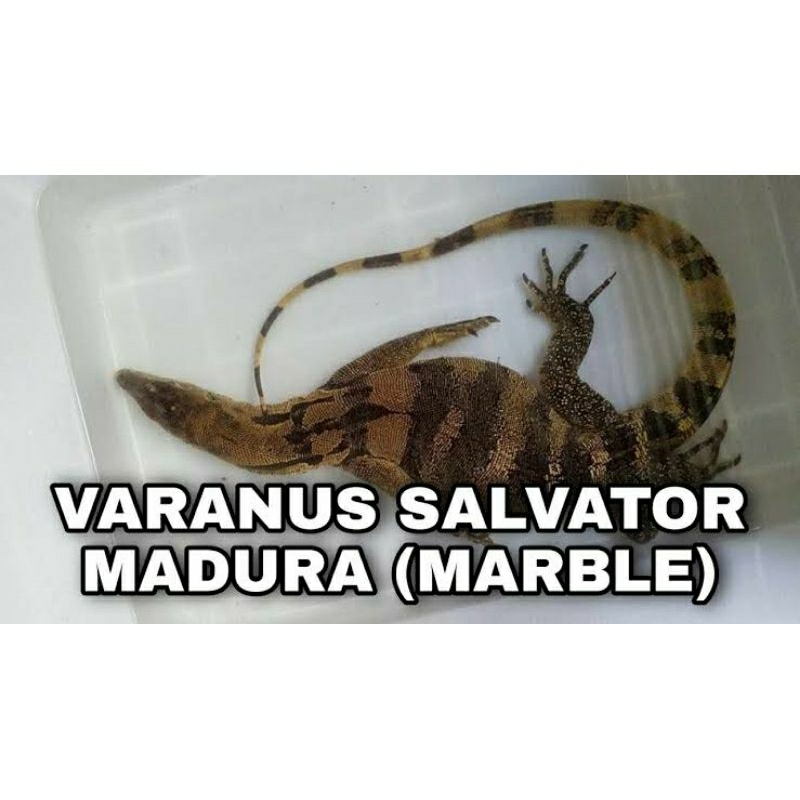 

Varanus Salvator Madura Hoky dapat Marble