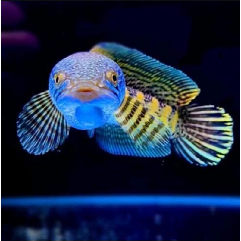 Auranti baby top grade A ukuran baby