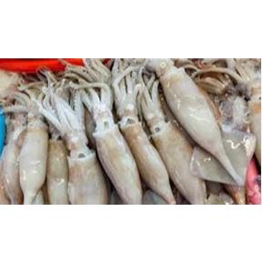 

1kg Cumi-Cumi Frozen tanpa kulit Fresh Premium