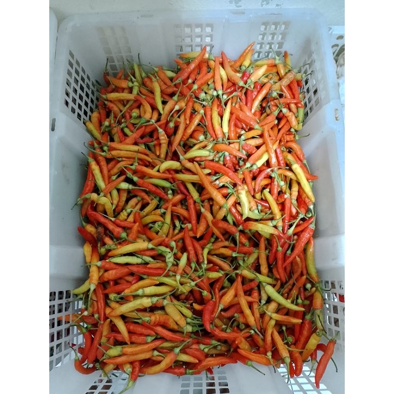 

cabe rawit merah pedas segar