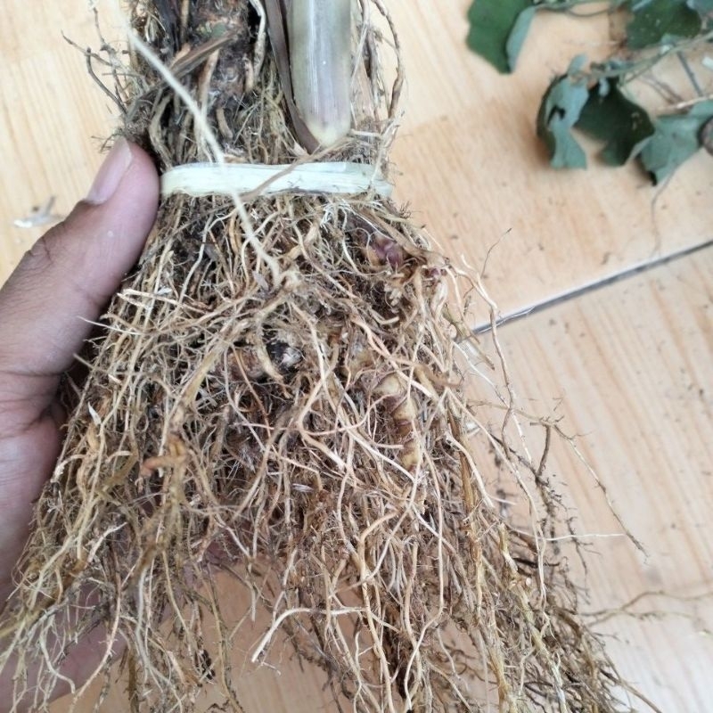 

Akar Sirih Merah Atau Sirih Wangi Ramuan Tradisional 1 Kemasan