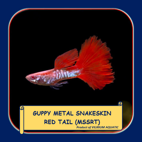 IKAN HIAS AIR TAWAR - GUPPY METAL SNAKE SKIN RED TAIL (MSSRT) / GUPPY ALBINO RED SNAKE SKIN