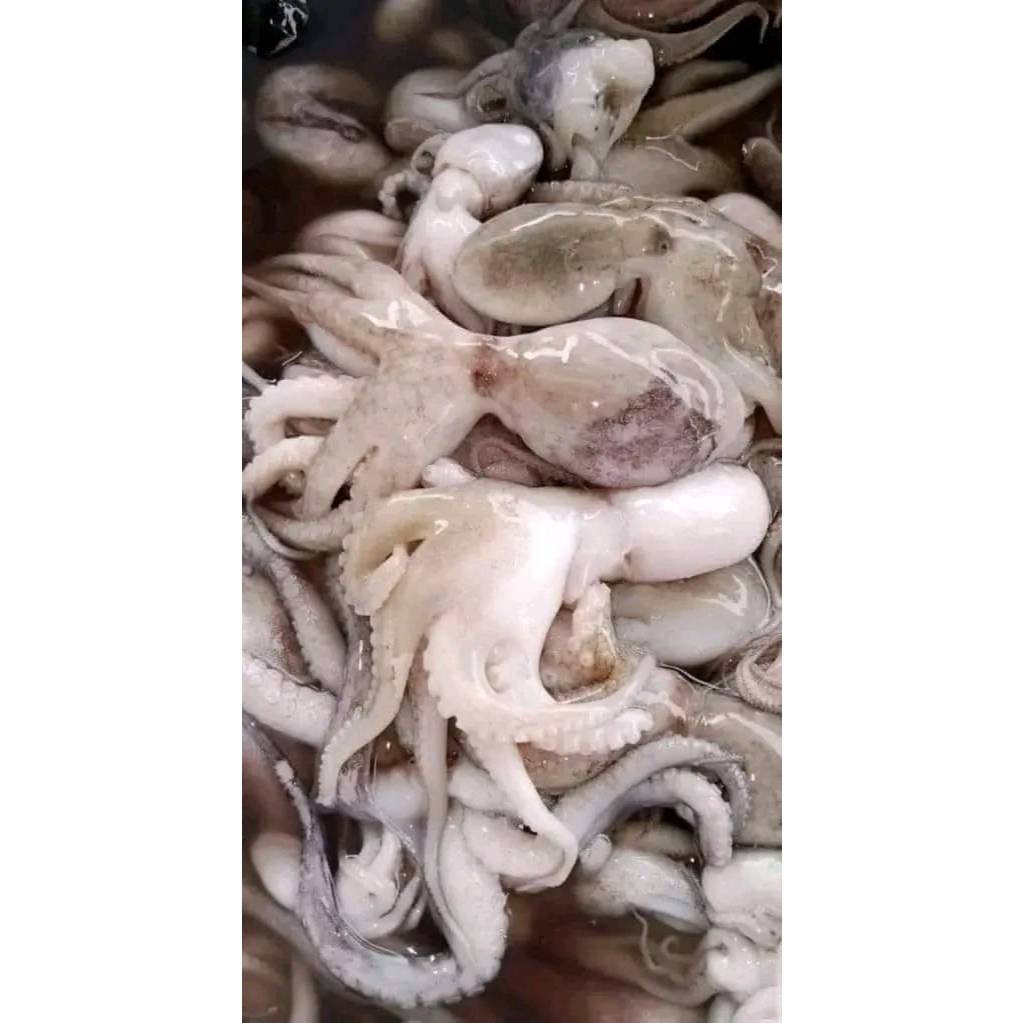 

Gurita Frozen Fresh Beku