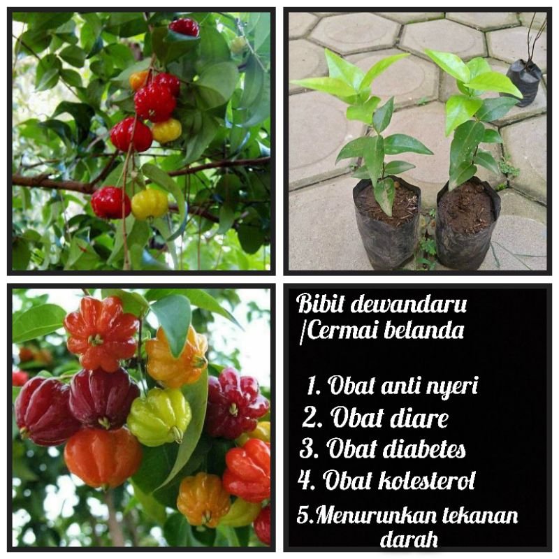 BIBIT BUAH DEWANDARU/CERMAI BELANDA