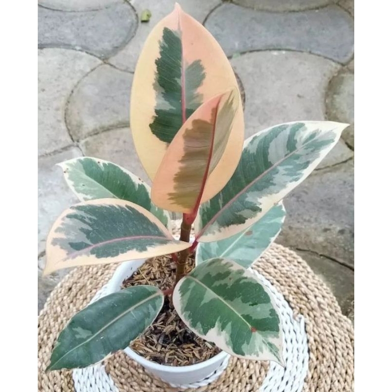 tanaman indoor ficus ruby
