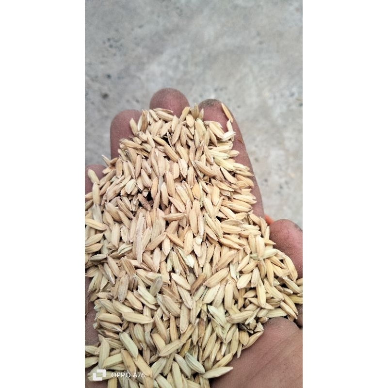 gabah pakan hamster / burung 1 kg