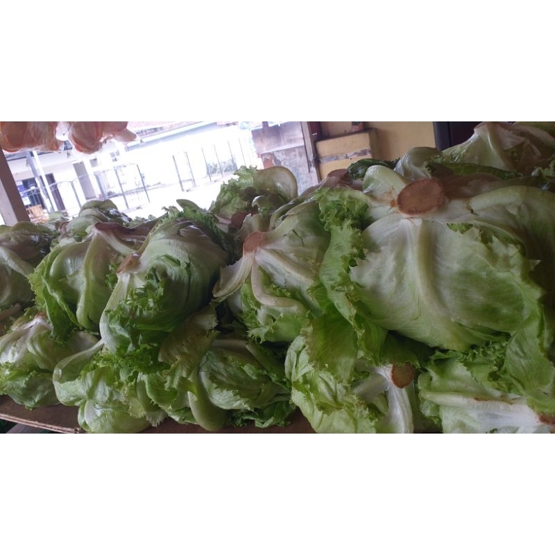 

head letuce 500gr