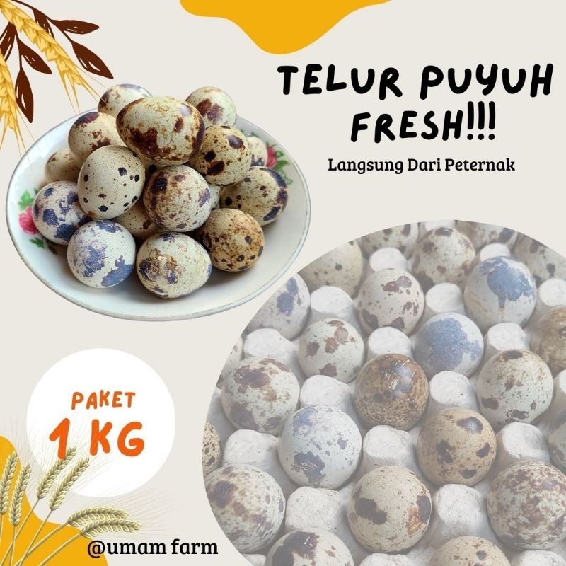 

telur puyuh 1 KG isi +-90 Butir Fresh / Langsung dari peternak/ telur mentah