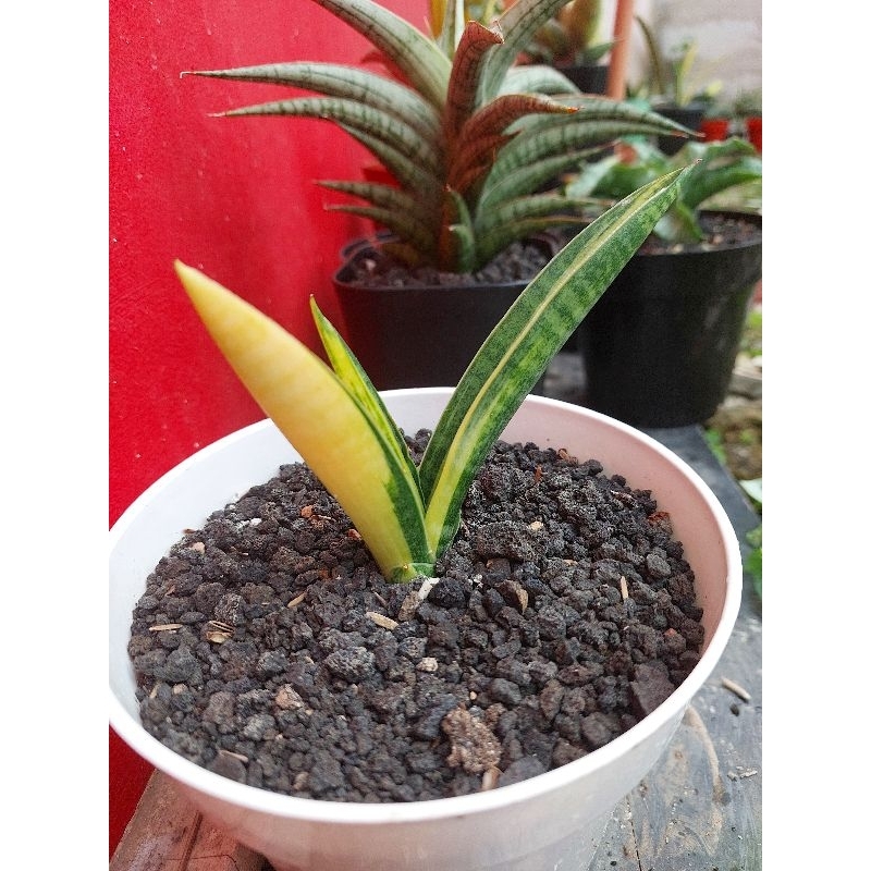 Sansevieria Marsha Anjani Varigata Lapis