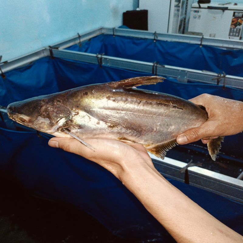 

IKAN PATIN SEGAR 1 KG berat bersih