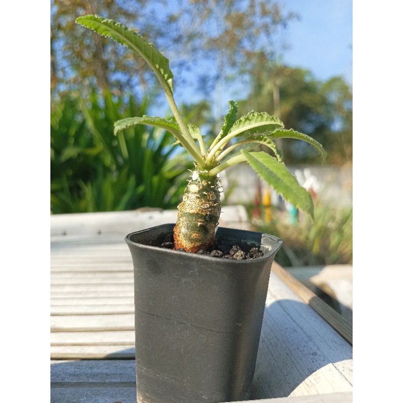 Kaktus Dorstenia Crispa