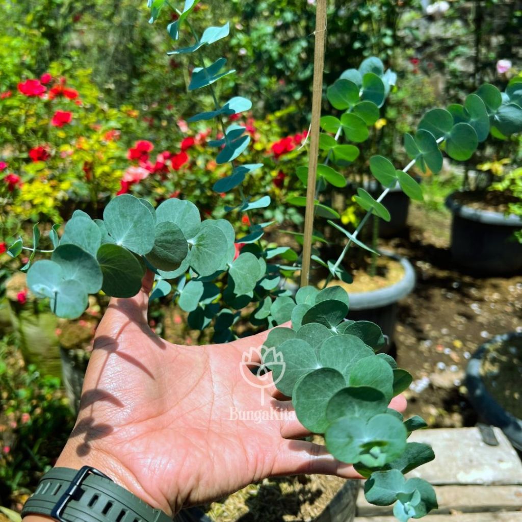 Bibit Pohon EUCALYPTUS CINEREA - DAUN SILVER DOLLAR