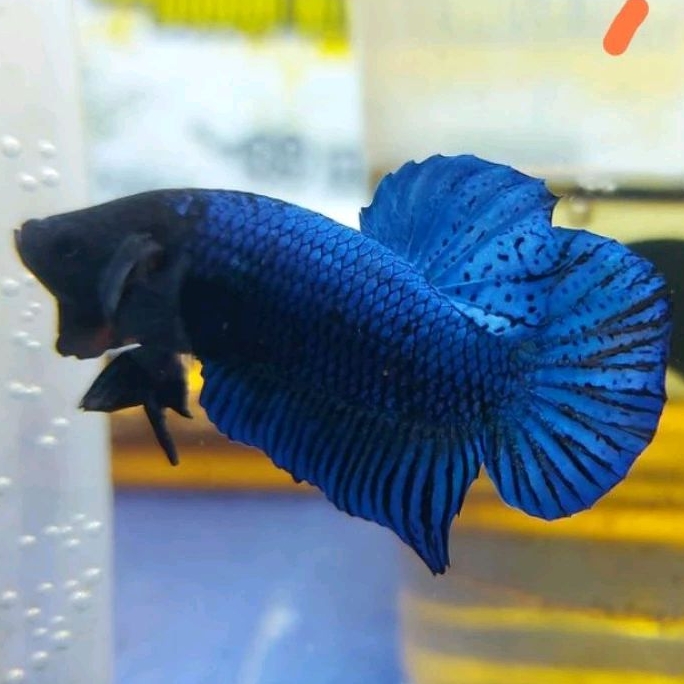 Cupang Aduan Fighter Anakan Import Ipoh Malaysia Bahan Grade Champion