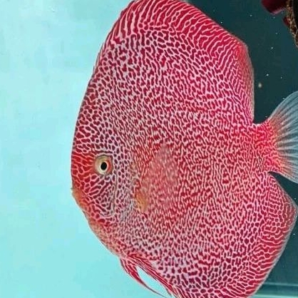 Discus panthera indukan / ikan hias air tawar