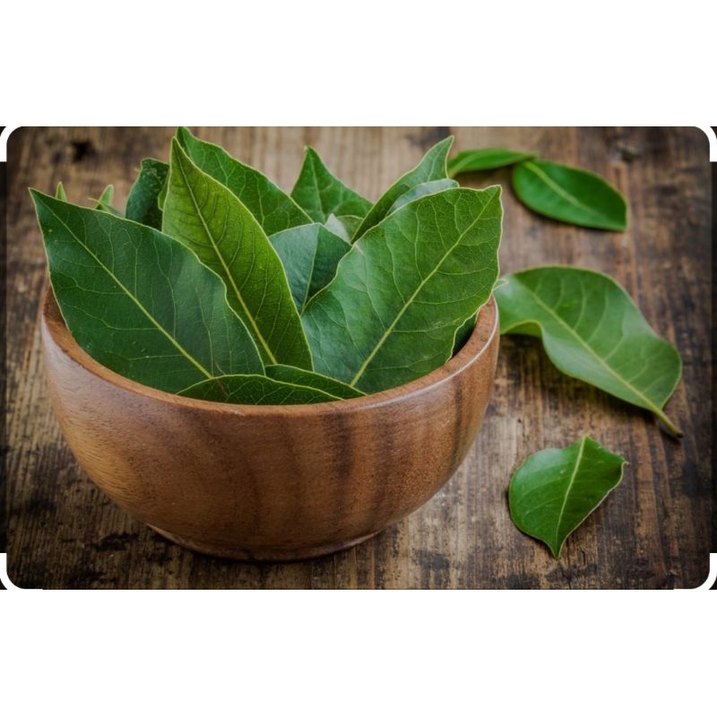 

daun salam fres