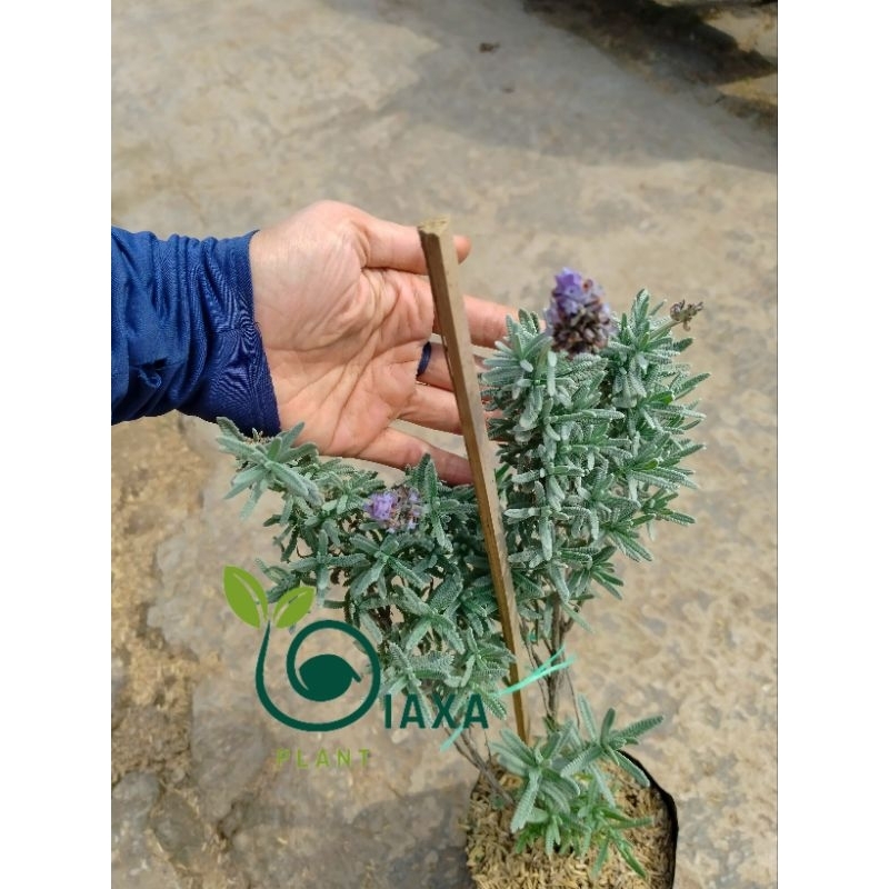 Tanaman Lavender French Prancis Lavandula Dentata Ukuran Besar Big Size
