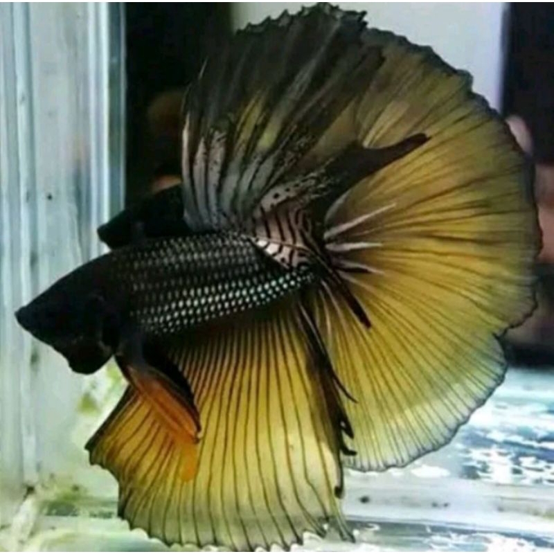 Ikan Cupang HM Rosetail Warna Yellow Cooper Ukuran L+ Murah Berkualitas