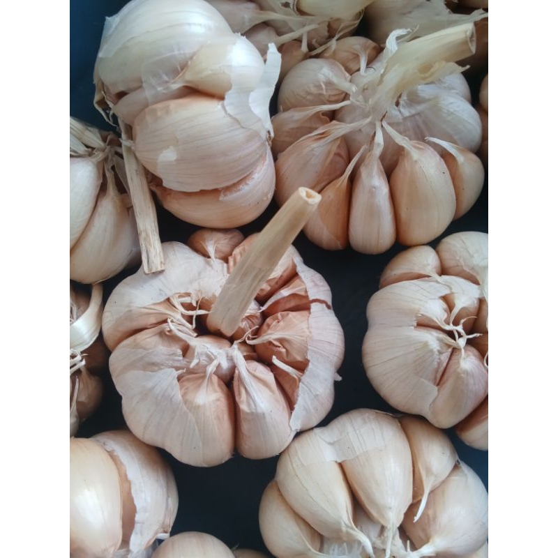 

Bawang Putih 500gram