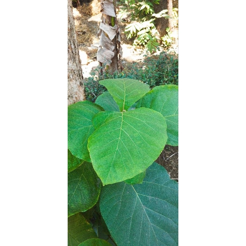 

Daun jati kering dan basah 1Pcs