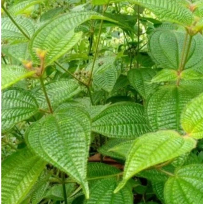 

daun harendong 500g