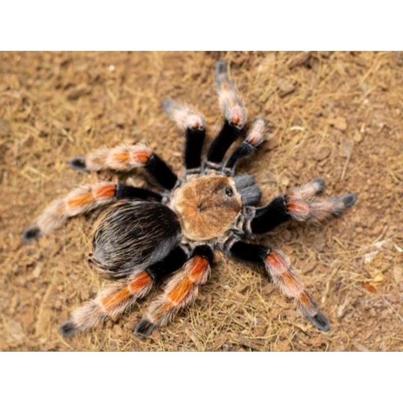 kartu tarantula Brachypelma boehmei sling