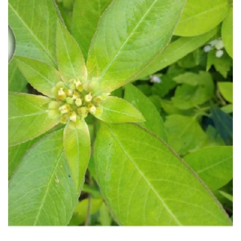 

daun Kate atau daun sena300,grm