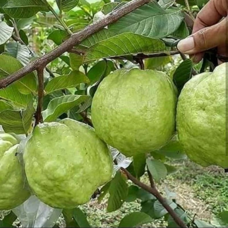 Bibit jambu KRISTAL JUMBO hasil cangkok sangat genjah