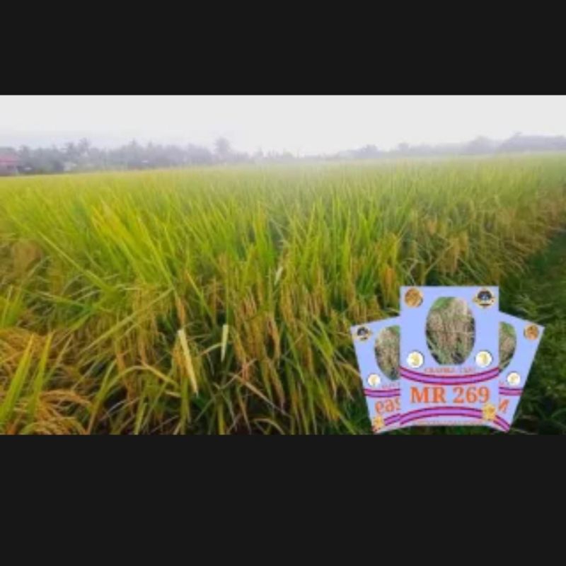 benih padi MR 219, Kemasan 1kg