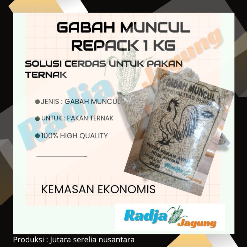 gabah muncul gabah Munjul gabah pakan ayam Bangkok aduan ayam hias ayam pakjoy