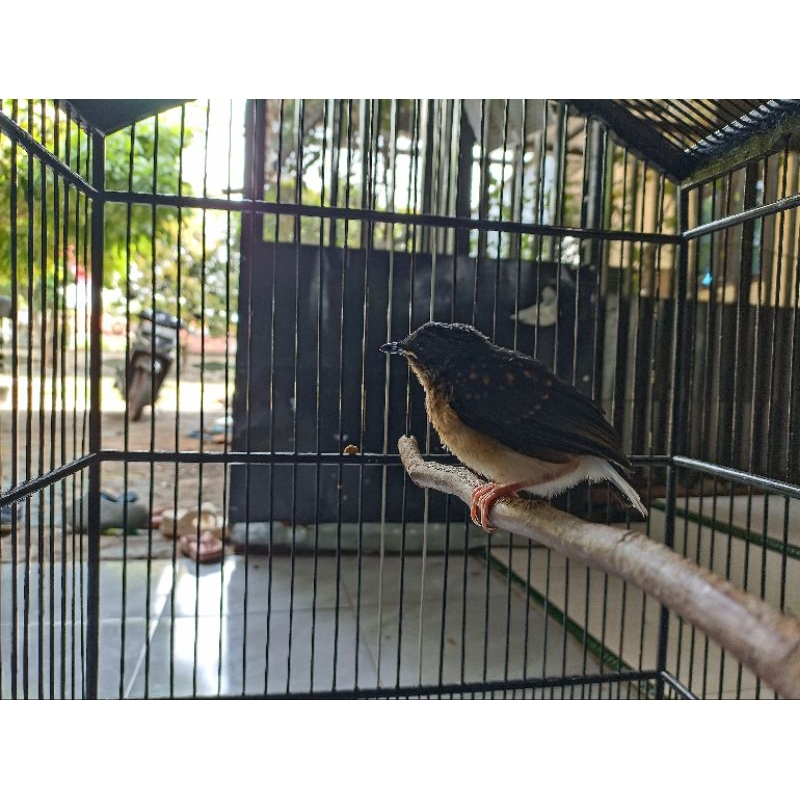 Anakan murai batu medan 100℅ jantan